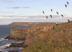 Birds flying over Dunluce Castle